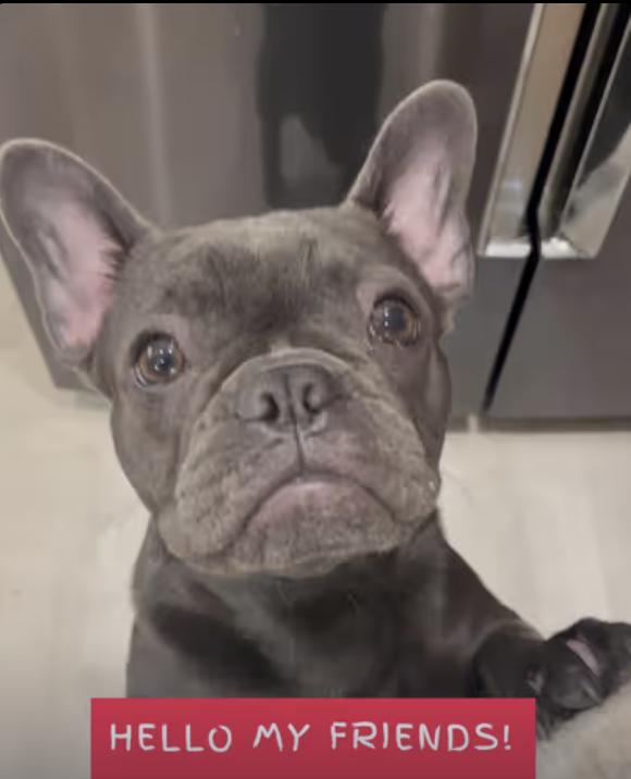 Happy St. Patrick’s Day !